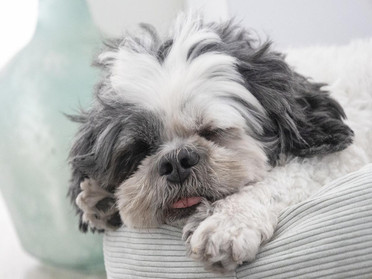 5 Reasons Why Your Dog Sleeps Between Your Legs